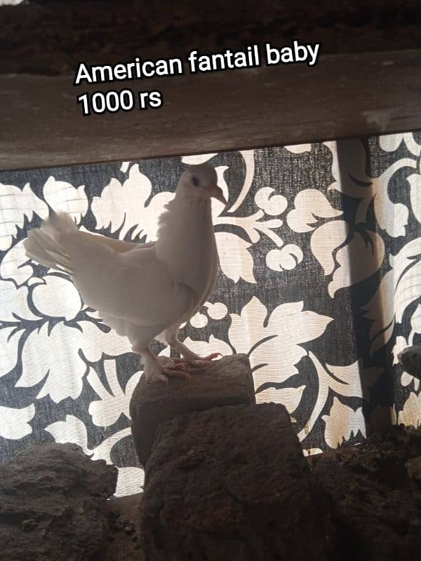 Beautiful and best Quality pigeon available for sale 5