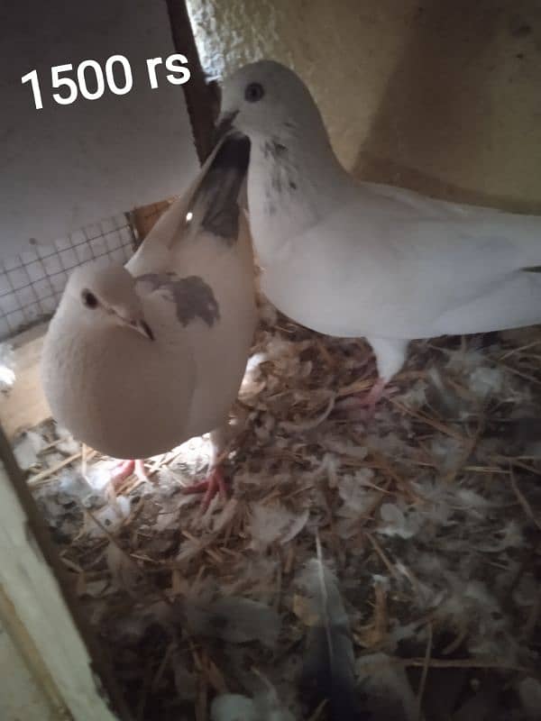 Beautiful and best Quality pigeon available for sale 6