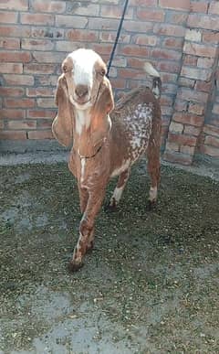 Two Goats For Sale Ready For Qurbani: Phone No:03066317800 price:72000