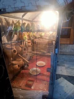 50 percent off ,,master cage ,colony for sale