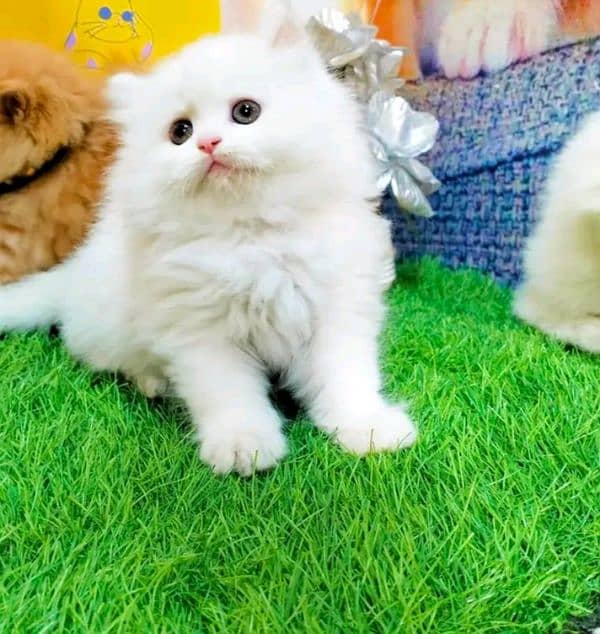 Persian kittens for sale Only contact whatup 03292450497 0