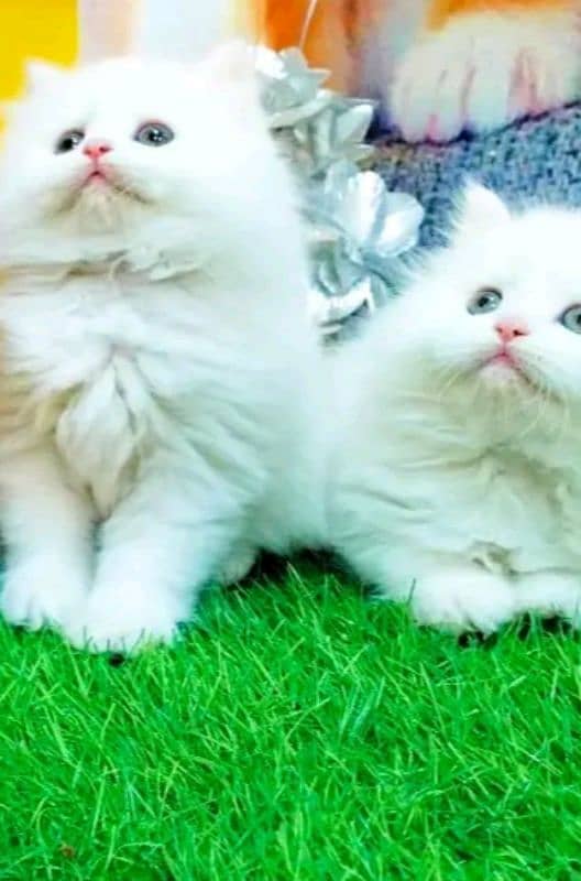 Persian kittens for sale Only contact whatup 03292450497 2