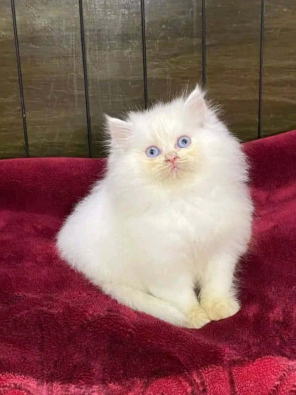 Persian kittens for sale Only contact whatup 03292450497 4