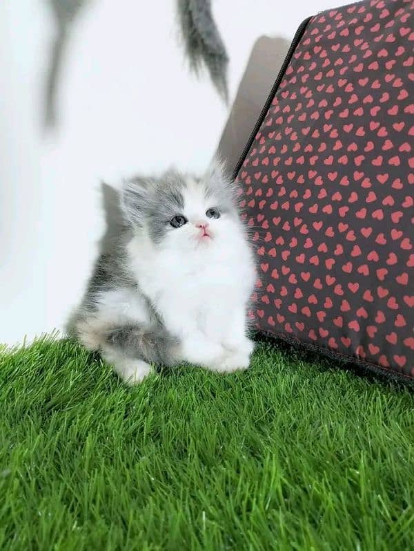 Persian kittens for sale Only contact whatup 03292450497 7