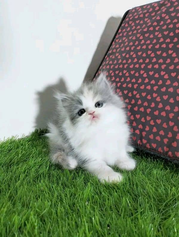 Persian kittens for sale Only contact whatup 03292450497 8