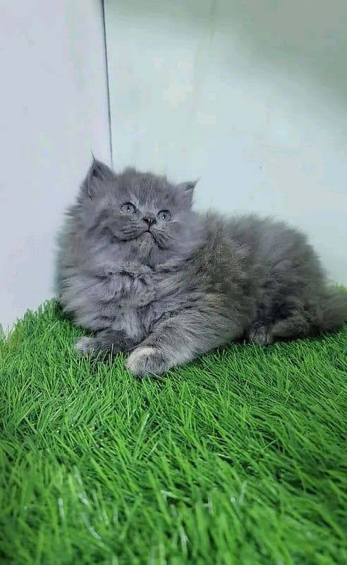 Persian kittens for sale Only contact whatup 03292450497 10