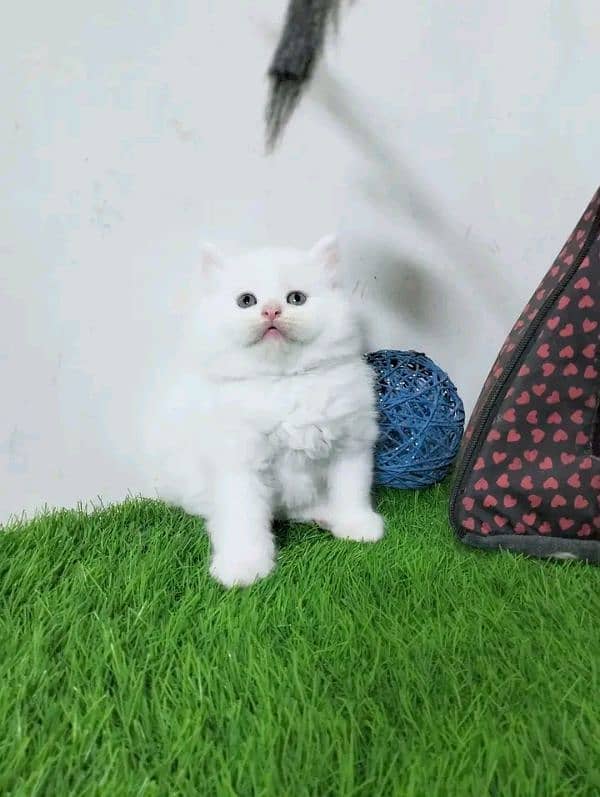 Persian kittens for sale Only contact whatup 03292450497 11