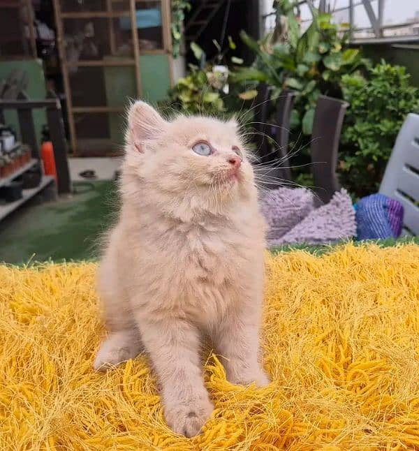 Persian kittens for sale Only contact whatup 03292450497 16