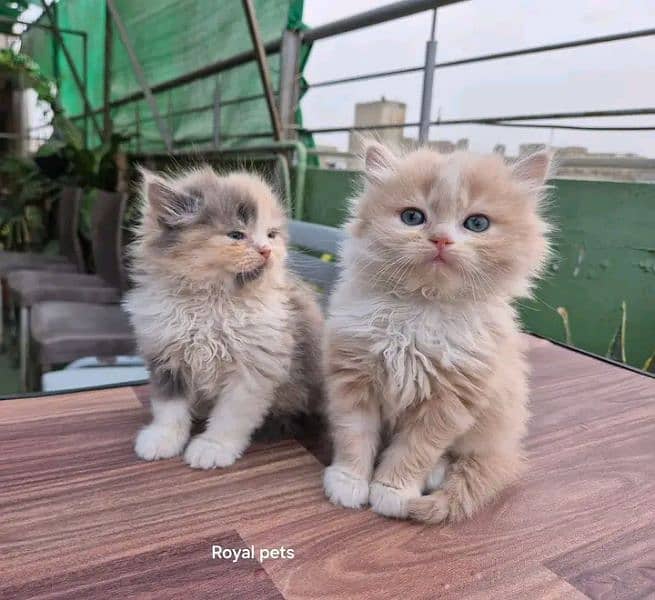 Persian kittens for sale Only contact whatup 03292450497 18