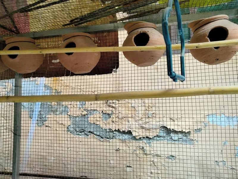 BIRDS CAGE FOR SALE BIG SIZE 3