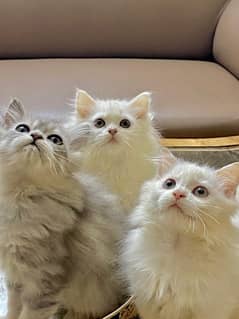 Persian | Triple Coated | Kitten Available For Sale !!