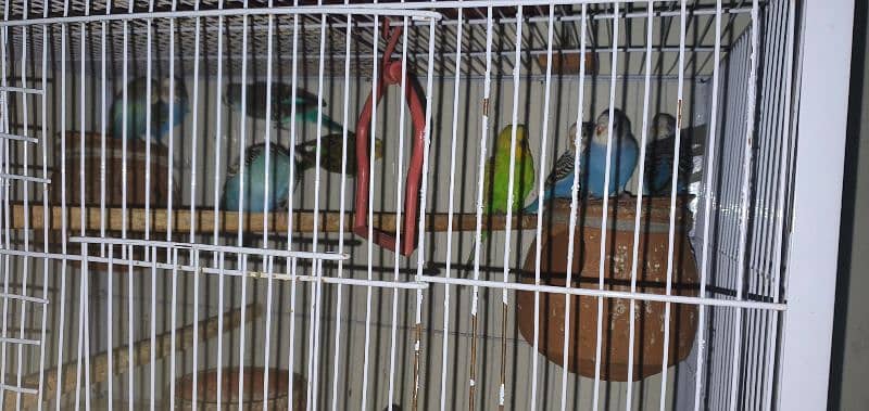 12 breeding Australian birds 2