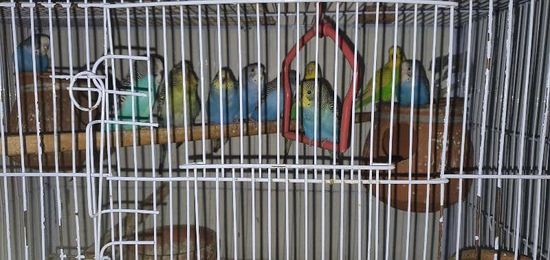 12 breeding Australian birds 3