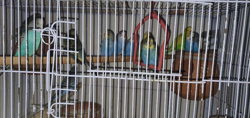 12 breeding Australian birds 5