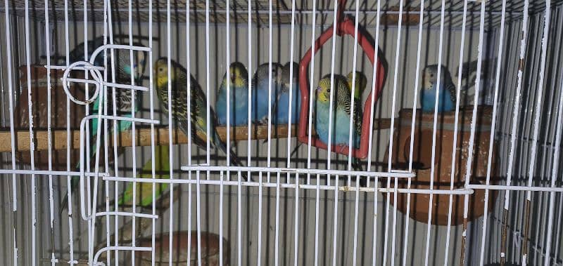 12 breeding Australian birds 6