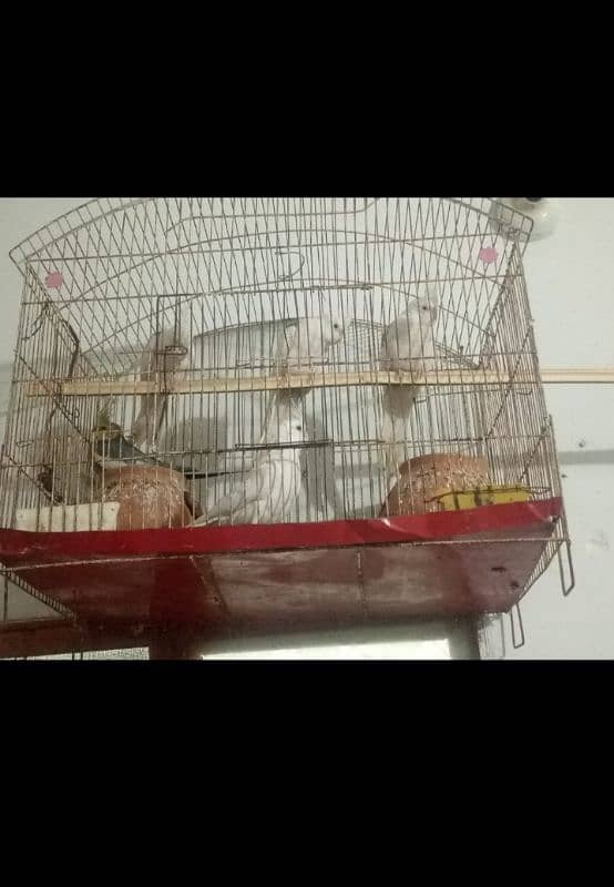 cockatiel parrots for sale hn 0