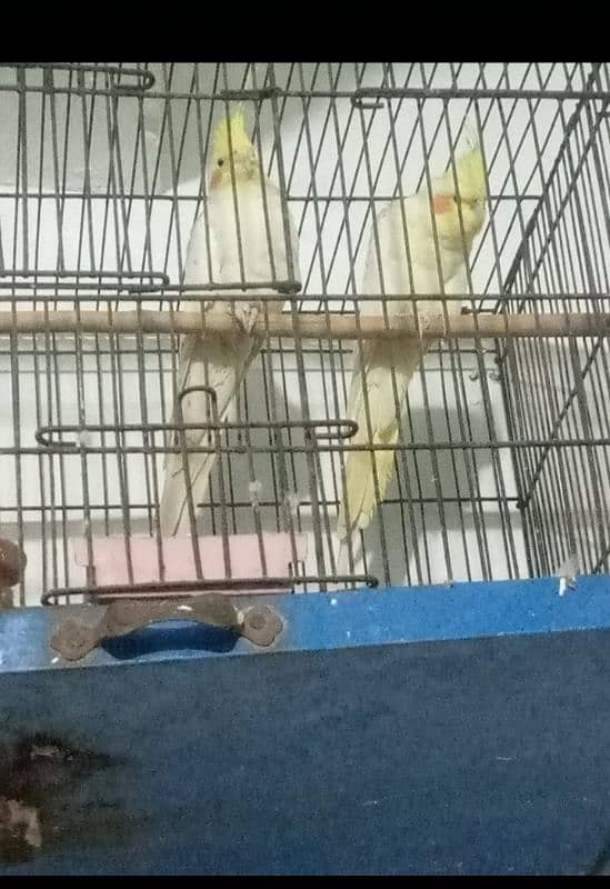 cockatiel parrots for sale hn 1