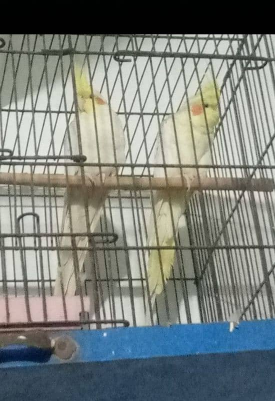 cockatiel parrots for sale hn 2