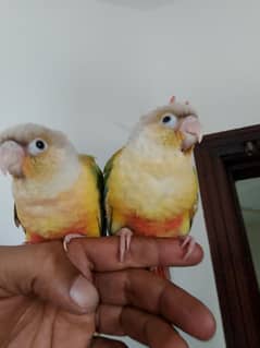 Conures/Pineapple/yellow