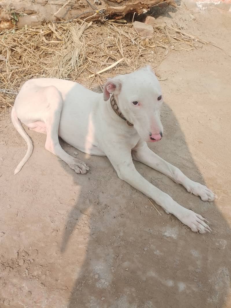 Pure kohati gultair top class quality old blood line pink nose age 7 m 0