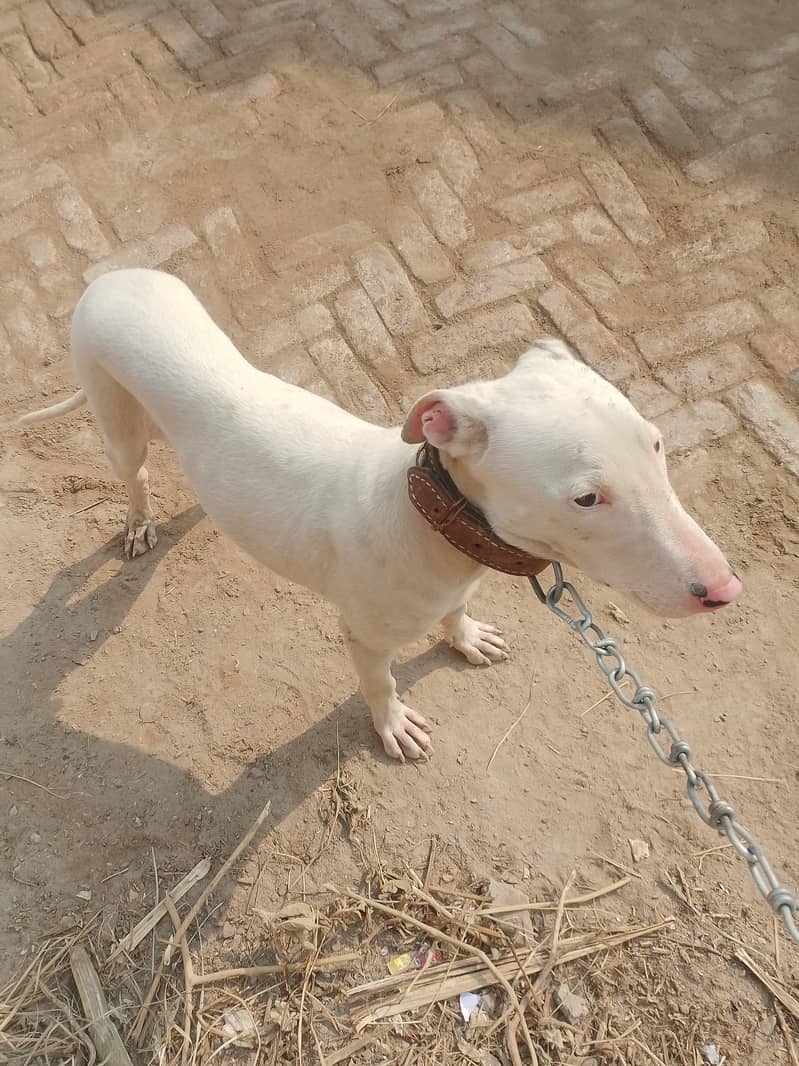 Pure kohati gultair top class quality old blood line pink nose age 7 m 2