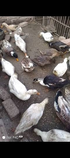 ducks