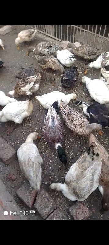 ducks 1