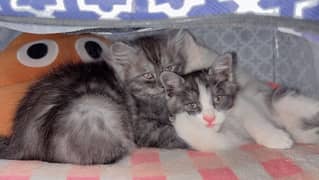 2 months kittens for sale 1 female 2 male