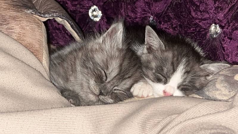 2 months kittens for sale 1 female 2 male 1