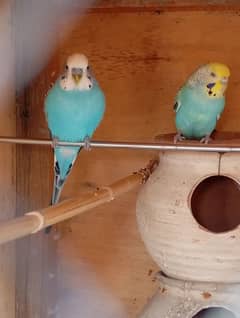 budgie parrot pair