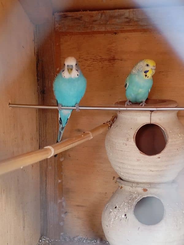 budgie parrot pair 1