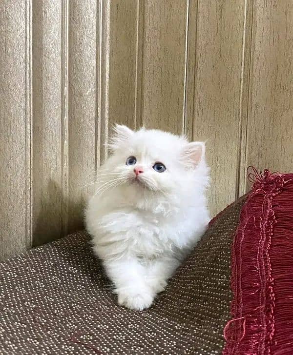 Persian kittens for sale Only contact whatup number 03201711036 4