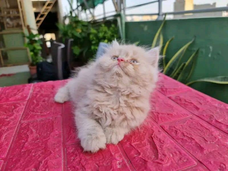 Persian kittens for sale Only contact whatup number 03201711036 9