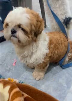 shihtzu Dog For Sale