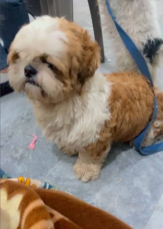 shihtzu Dog For Sale 0