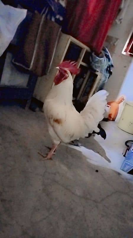 desi cock 1