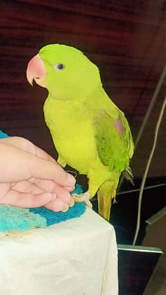 raw parrot female hand tame urgent sale