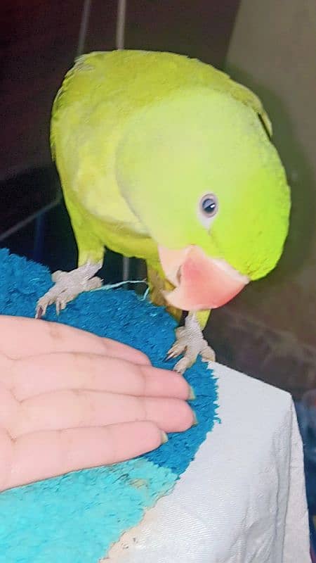 raw parrot female hand tame urgent sale 1