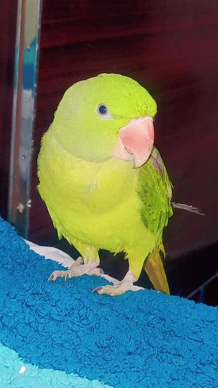 raw parrot female hand tame urgent sale 2