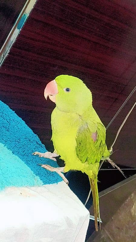 raw parrot female hand tame urgent sale 3