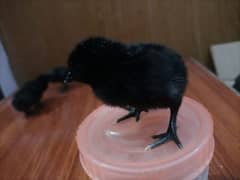 Ayam cemani gray tongue chicks for sale