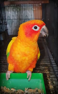 Sunconure