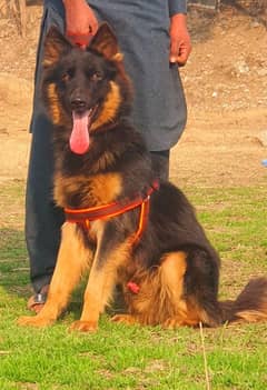 German Shepherd long coated male for sales 5 age