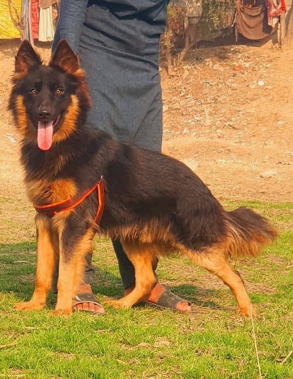 German Shepherd long coated male for sales 5 age 1