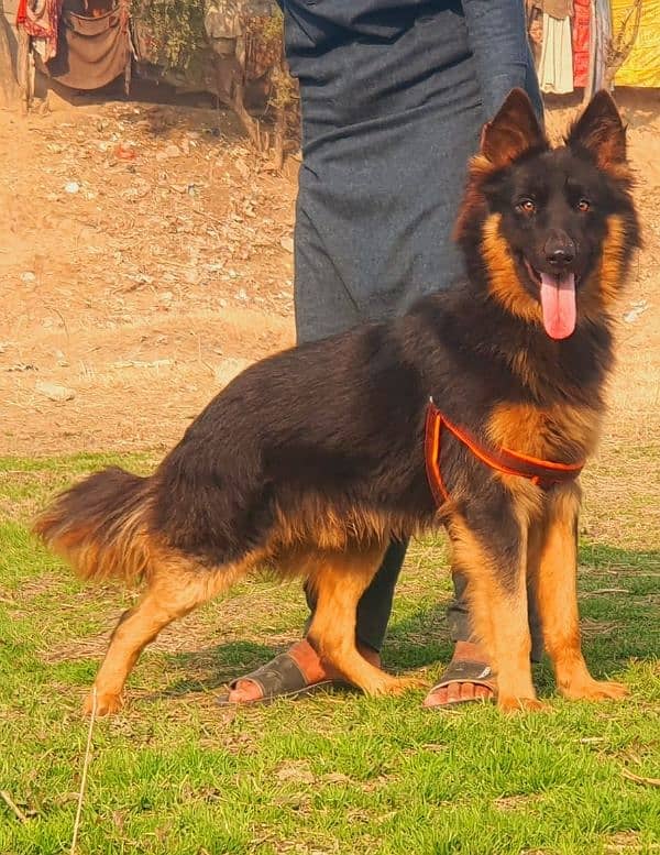 German Shepherd long coated male for sales 5 age 2