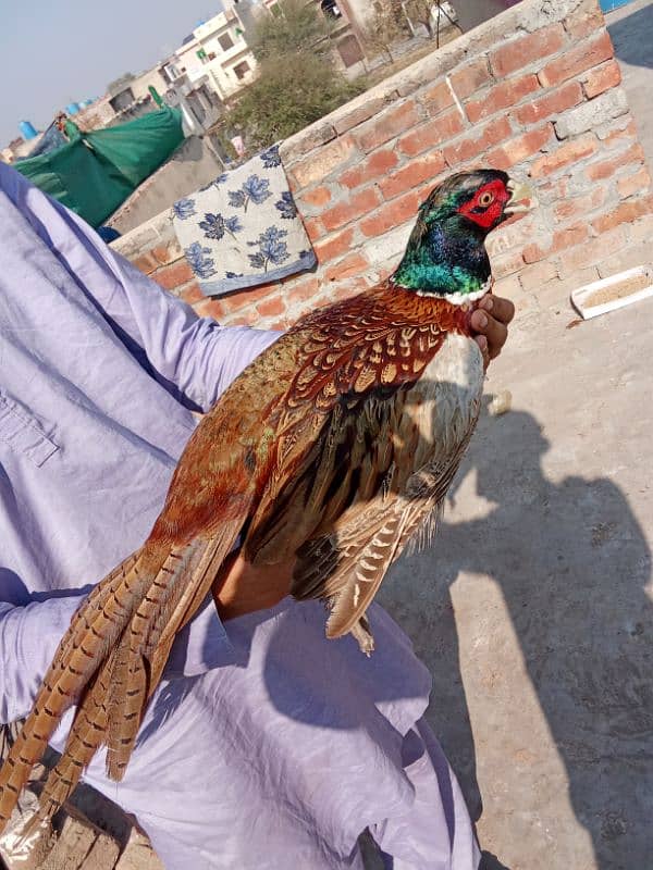 kashmiri Hen 0