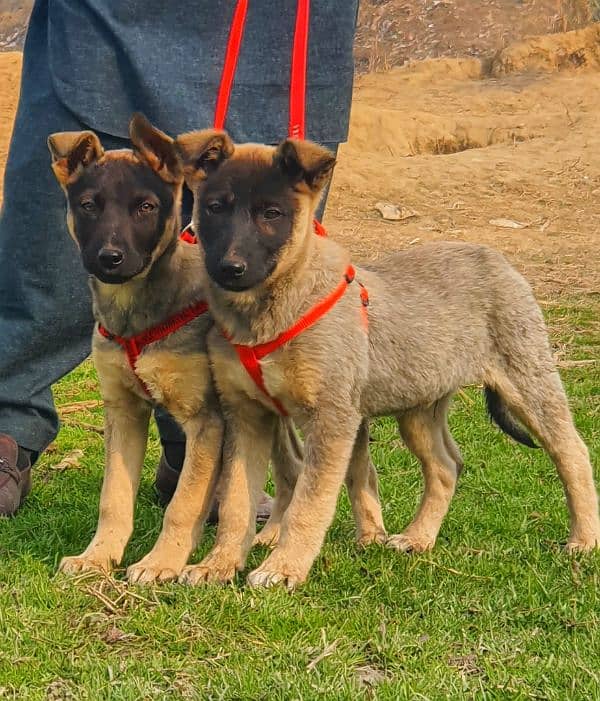 Pay for ultration bagari pair full security dog 2