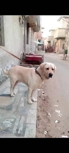 Labrador Retriever