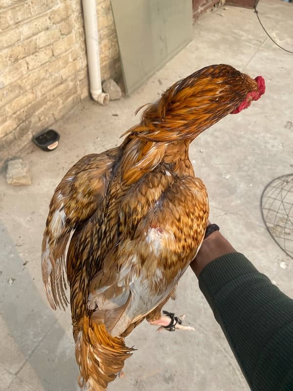 Aseel Peela murgaa pure mianwali breed 4