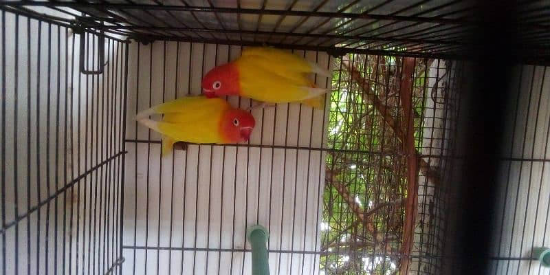 Lutino (lotino) personata pair red eyes female black eyes male 2